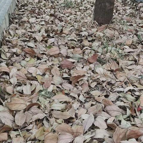 红牛如才