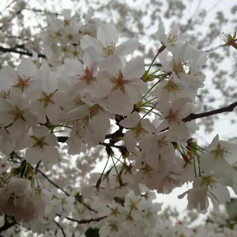 春光烂漫，樱花美