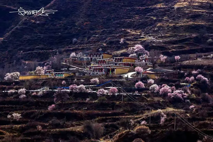 山背后的桃园~道孚麦粒山背面的村落