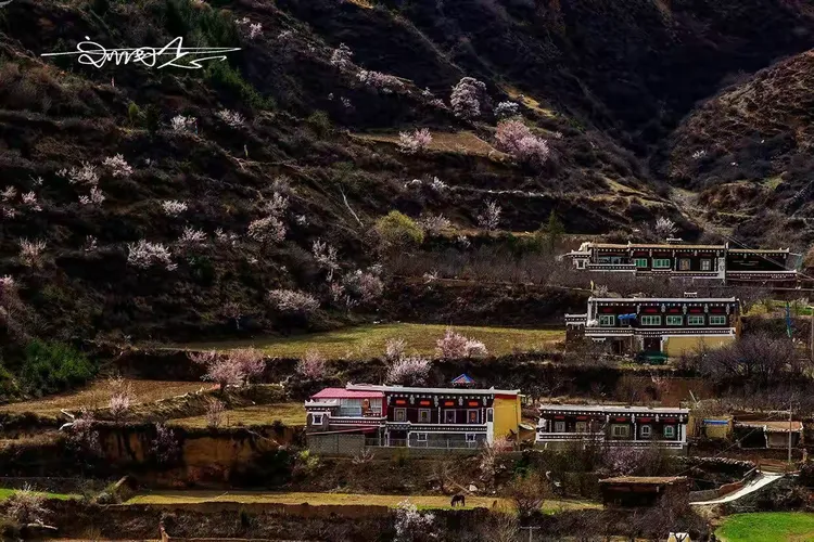 山背后的桃园~道孚麦粒山背面的村落
