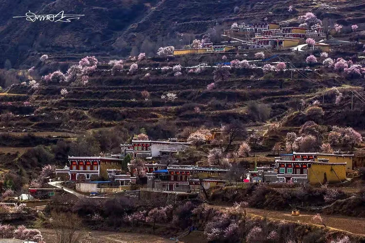 山背后的桃园~道孚麦粒山背面的村落