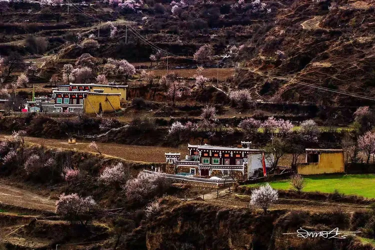 山背后的桃园~道孚麦粒山背面的村落