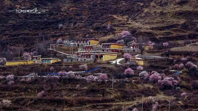 山背后的桃园~道孚麦粒山背面的村落