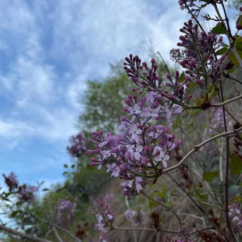 蓝蓝的天，蓝蓝的菊花，蓝蓝的心