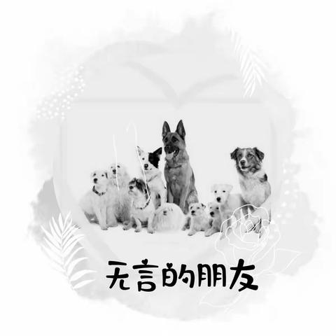 知青琐忆   续  ——无言的朋友