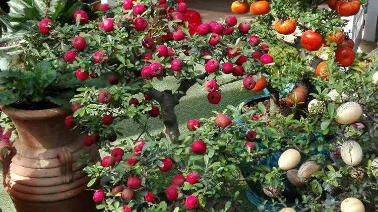 深圳植物花卉市场