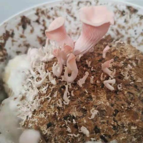 红平菇 观察日记