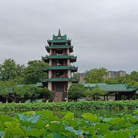 雨中漫步新桂湖