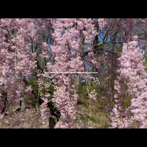 04-18-2021 Branch Brook Park 爱跑群樱花跑