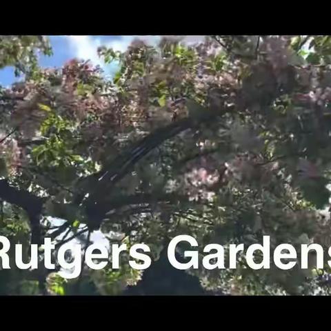 04-22-2021: Rutgers Gardens