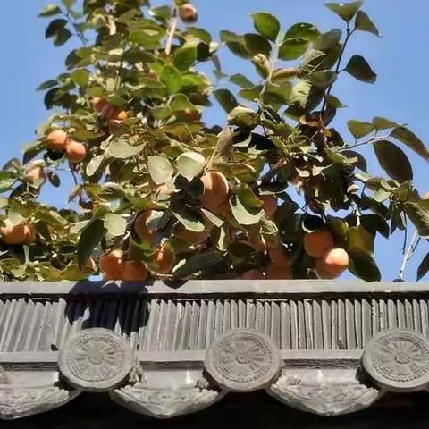 柿子红静待君 || 德“柿”的璞石书院诗伴远方