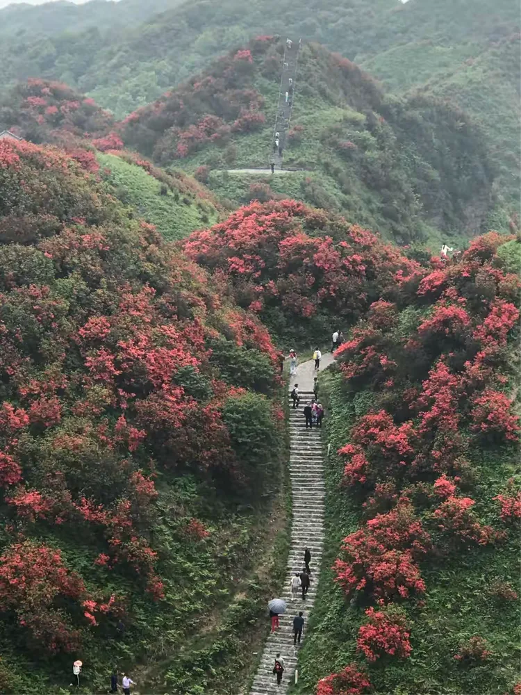 洪关映山红开了