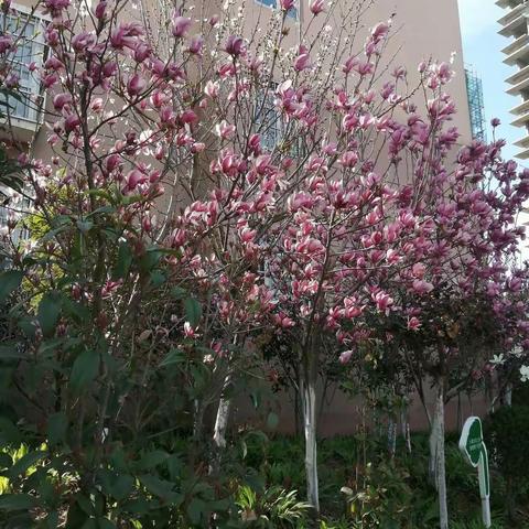 春天来了，乡村的春天和往年一样诱人，一样生机勃勃，一样万紫千红。