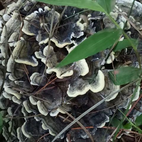 玉溪香格里拉-黄草坝