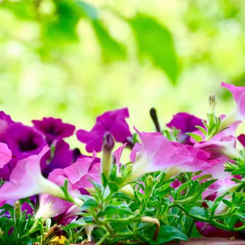 梦花源“拾花”--上房园艺“梦花源”