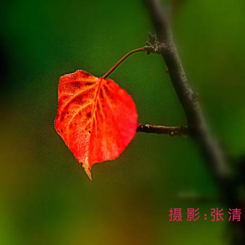 岁月的枝头渲染了秋色（二）