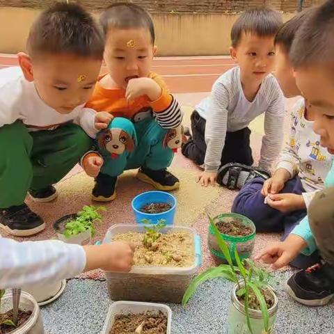 种植故事：奇妙的种子（一）