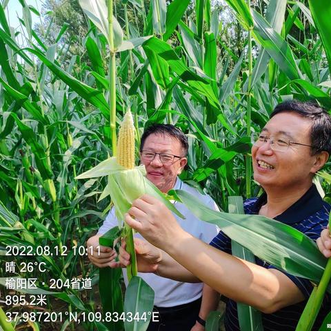 省农气中心来榆开展秋粮和苹果产量形势调查及气象为农服务调研