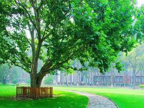 三汇口小学教导处向你告知——元旦放假通知