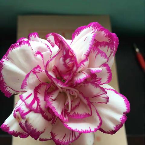 我用心浇灌，你渐渐成长。