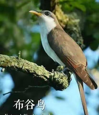 停课不停学，线上共成长——乌兰察布市市直幼儿园线上教学活动