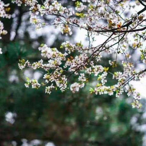 静待春暖花开                                                                （岳山小学五年级线上学习）