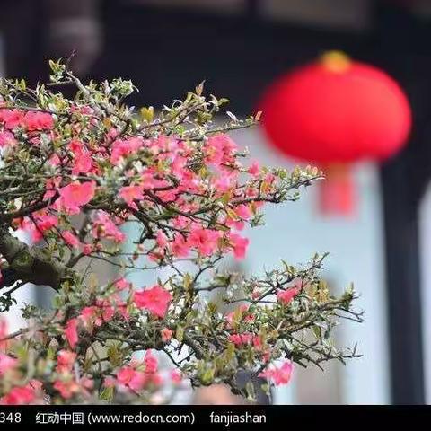 腊梅花儿朵朵开，大红灯笼送喜庆