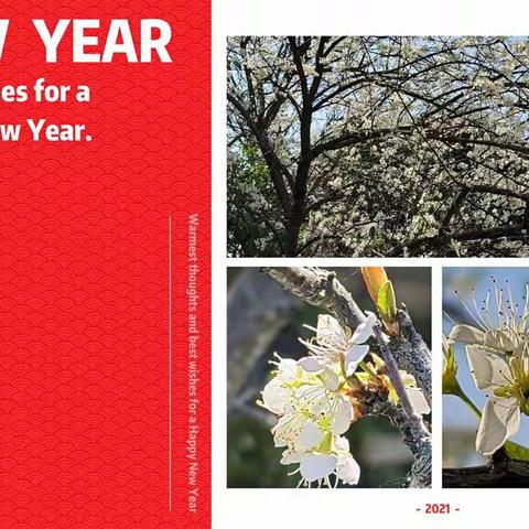 在阅读中识字，在识字中阅读——城西小学一（9）班学生寒假生活