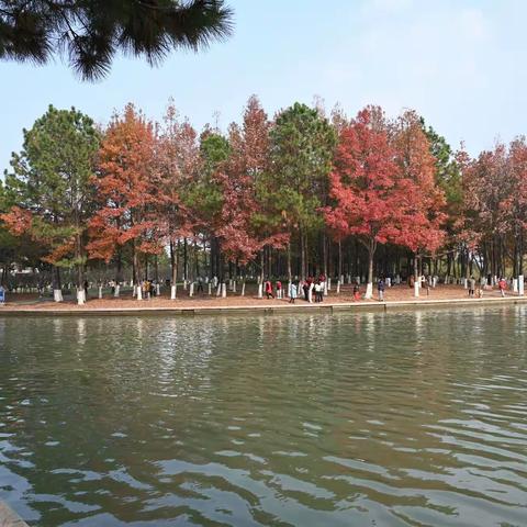 苏州多地湿地公园的水彬、枫叶....红了！