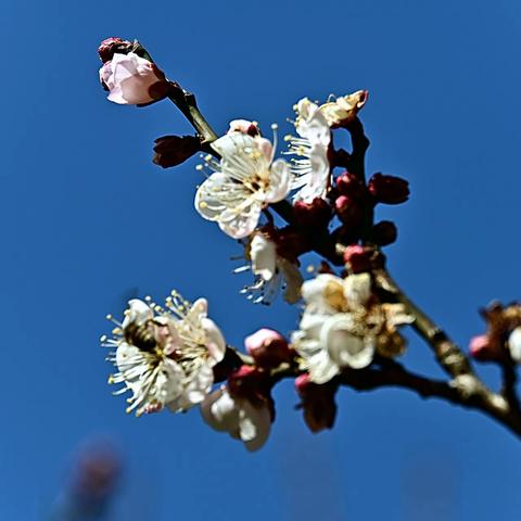 梅花香自苦寒来