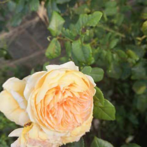 遇见美篇，院子里的花🌸