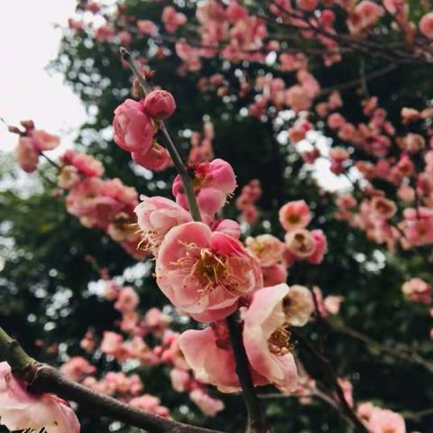 心向美好 静待春暖花开🌻