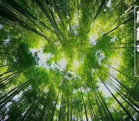 充“植”绿色能量 ，用爱灌溉成长――老韩小学开展植树节主题活动