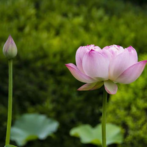 咏荷
