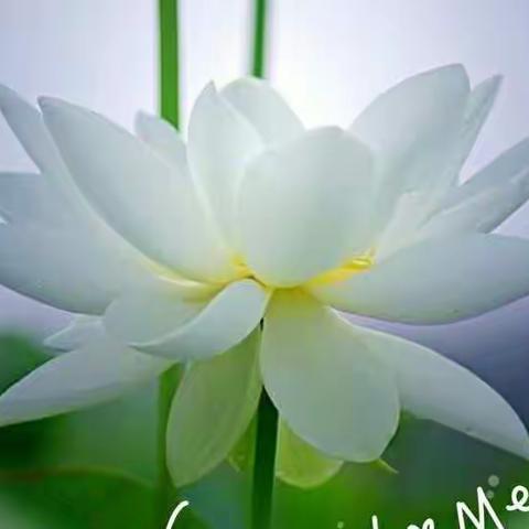 携手与共，齐头并进--宁陵县第一实验小学三年级数学组教研活动记录