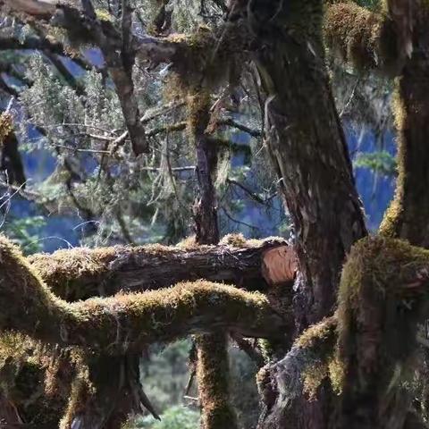 初秋最后一批九寨沟旅游