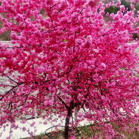 以深耕，静待花开🌺🌺