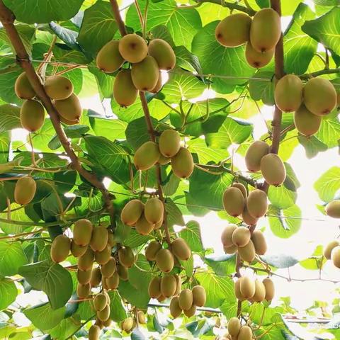 扎根边疆,将热情写在彝州大地 ——专访云南楚雄绿巨人生物科技有限公司董事长李红运