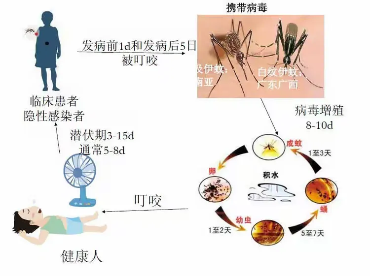 预防登革热，全民齐参与
