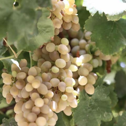 蓄势玩“赌”游南疆（六）