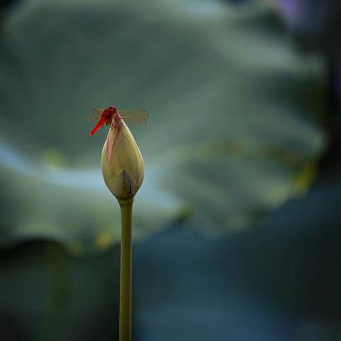 夏日摄影的主题——荷花