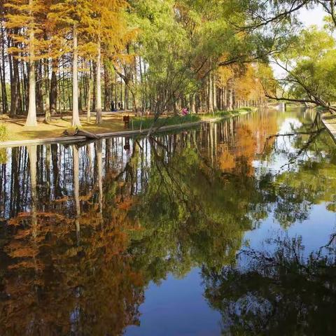 浓抹美妆——共青森林公园初冬色彩