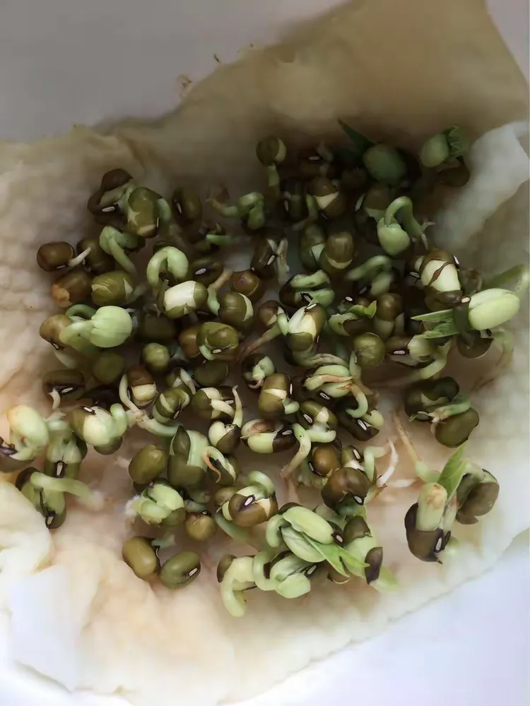 绿豆发芽成长七日过程