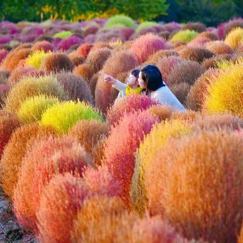 花开海上-2022年11月9日