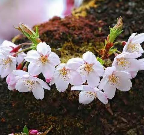 醉美樱花