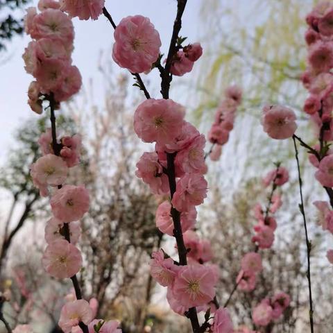 春暖花开，迎接美好明天