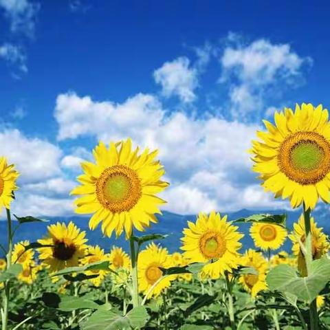 用成长静待美好明天——独山县第四幼儿园线上培训