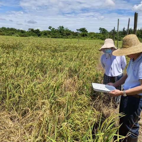文昌市现代农业发展服务中心开展晚稻重大病虫害统防统治工作
