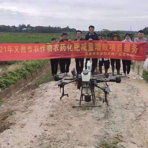 文昌市农技中心开展防寒技术指导暨植保飞防水稻病虫害促进粮食生产安全工作