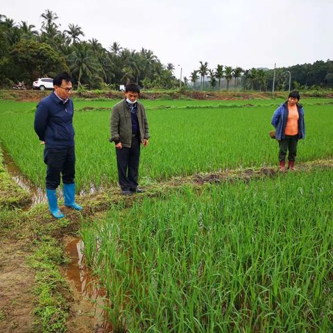 精准识病、精准施药—为民办实事文昌市农技中心在行动